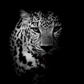 seo-leopard e.K. Logo