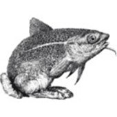 fischhase Information und Gestaltung Logo