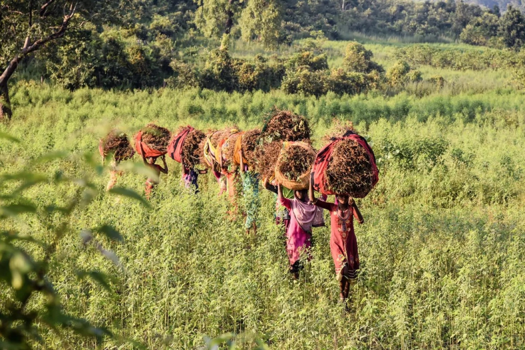 Label Vier Project - Duidelijke gebruikersdoelen en communicatie voor Commonland