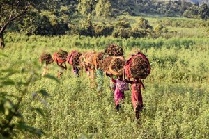 Duidelijke gebruikersdoelen en communicatie voor Commonland